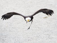 Weisskopfseeadler 124